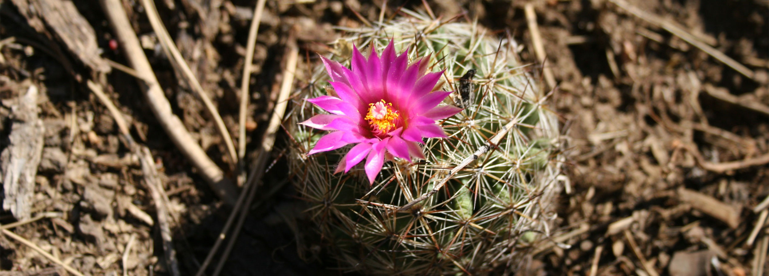 SW Colorado Plant Identification