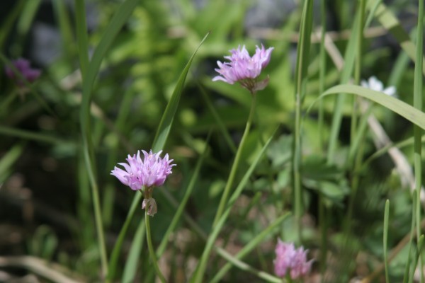 Picture of Allium geyeri near Durango, Colorado. 
