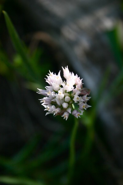Picture of Allium textile near Durango, Colorado. 
