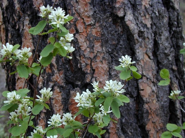 Picture of Amelanchier alnifolia near Durango, Colorado. 