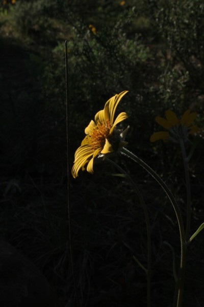 Picture of Balsamorhiza sagittata near Durango, Colorado. 