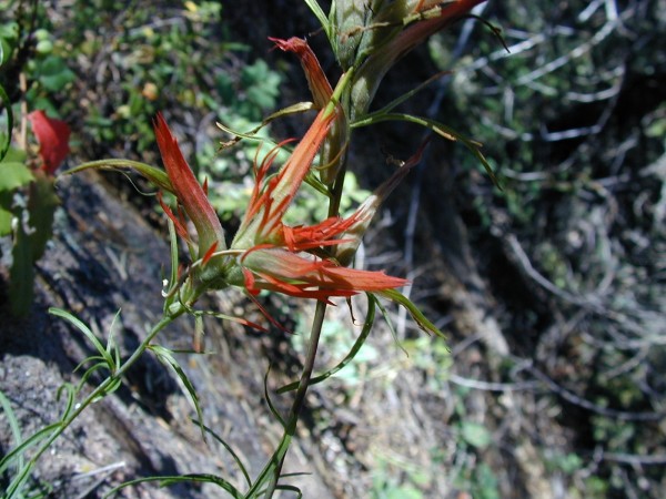 Picture of Castilleja linariifolia near Durango, Colorado. 