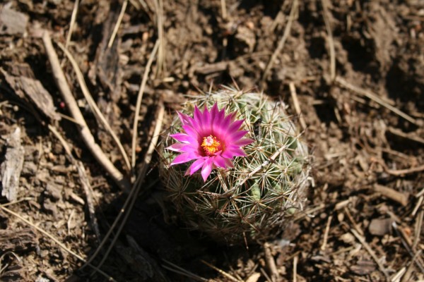 Picture of Coryphanta vivipara near Durango, Colorado. 
