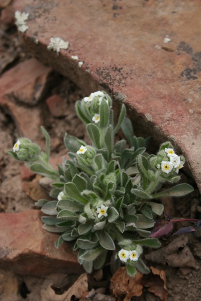 Picture of Cryptantha spp. near Durango, Colorado. 