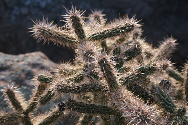 Picture of Cylindropuntia imbricata near Durango, Colorado. 