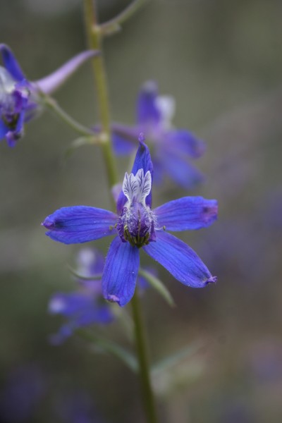 Picture of Delphinium nuttallianum near Durango, Colorado. 
