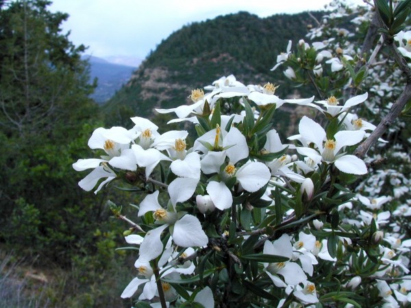 Picture of Fendlera rupicola near Durango, Colorado. 