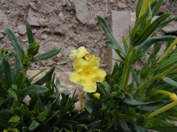 Picture of Lithospermum incisum near Durango, Colorado. 