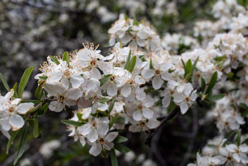 Picture of Peraphyllum ramosissimum near Durango, Colorado. 