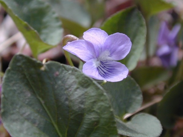 Picture of Viola adunca near Durango, Colorado. 