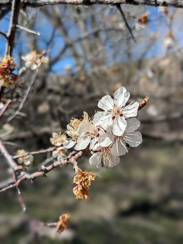 Picture of Prunus armeniaca near Durango, Colorado. 