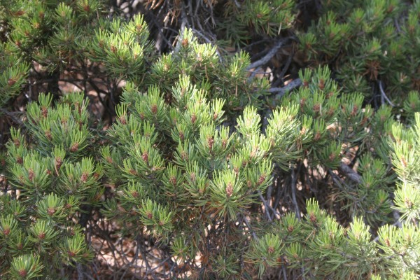Picture of Pinus edulis near Durango, Colorado. 
